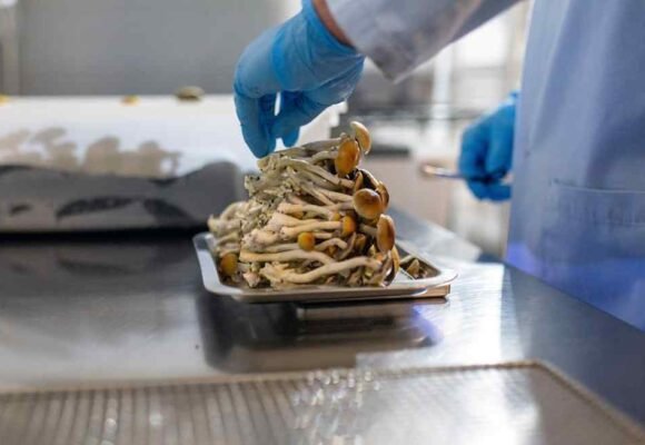 Psychedelic drugs are going mainstream